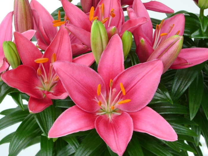 Lily asiatic - 'Tiny Pearl' from 2Plant International