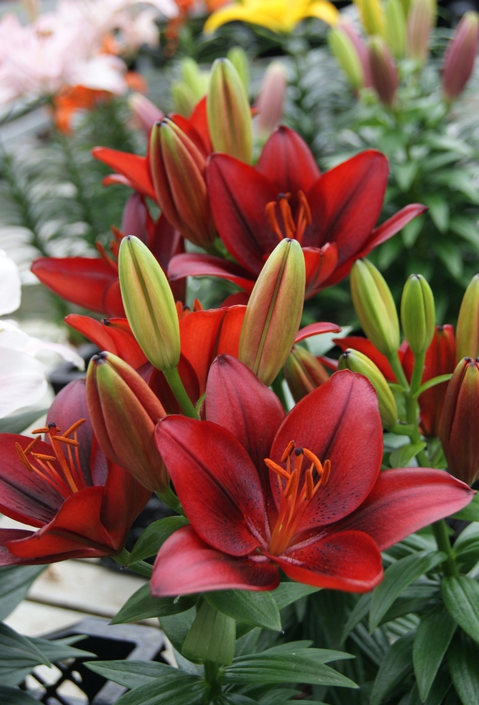 Lily asiatic - 'Tiny Rocket' from 2Plant International