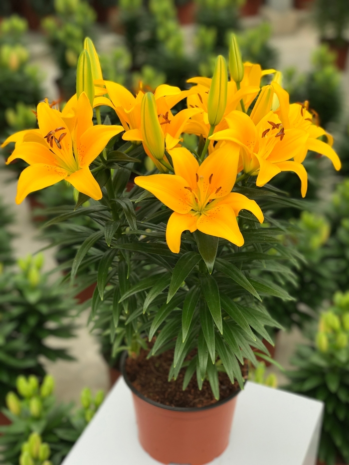 Lily asiatic - 'Tiny Bee' from 2Plant International