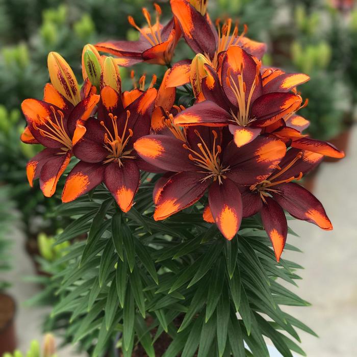 'Tiny Lion' Asiatic Lily - Lilium PPAF from 2Plant International