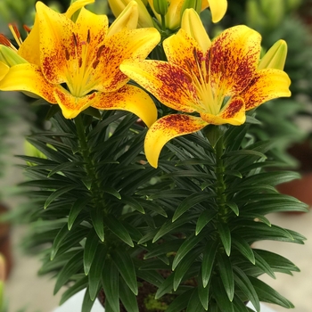 'Tiny Nugget' - Lily asiatic