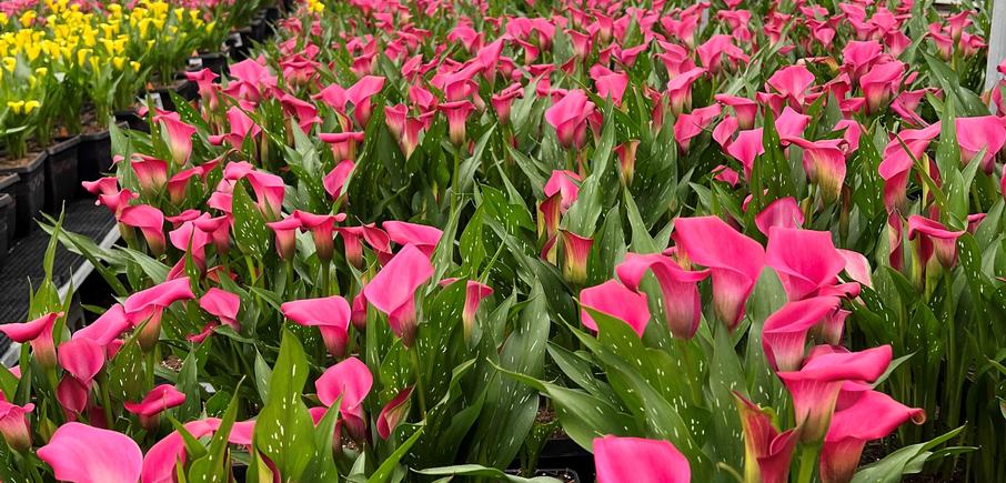 2Plant Offers Lily Looks, Growing Colors & More...