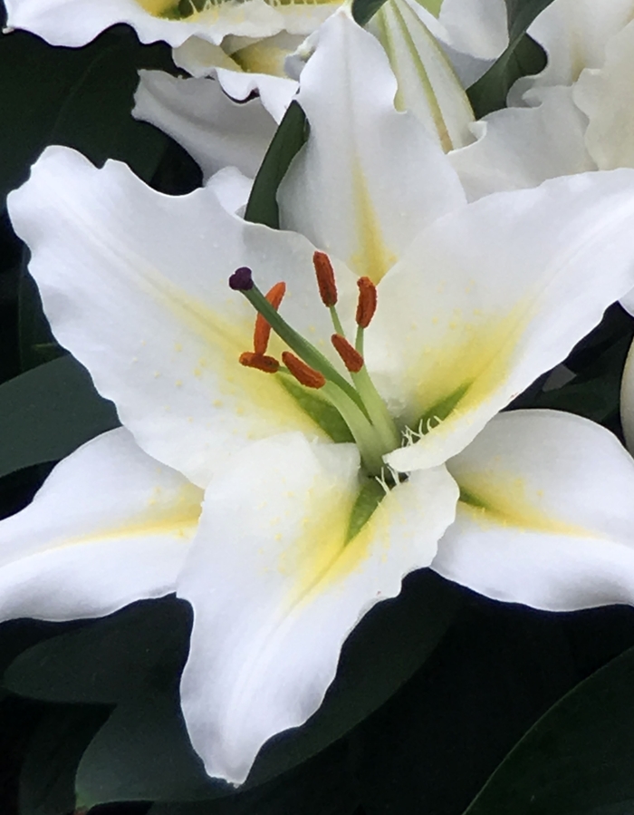 Lily oriental - 'Sunny Azores' from 2Plant International
