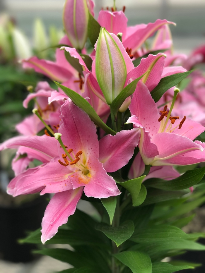 Lily oriental - 'Sunny Camino' from 2Plant International