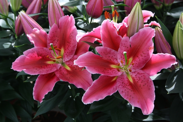 Lily oriental - 'Sunny Martinique' from 2Plant International
