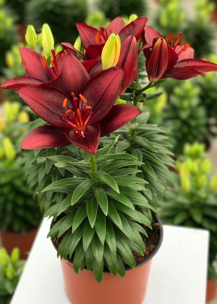 Lily asiatic - 'Tiny Comfort' from 2Plant International