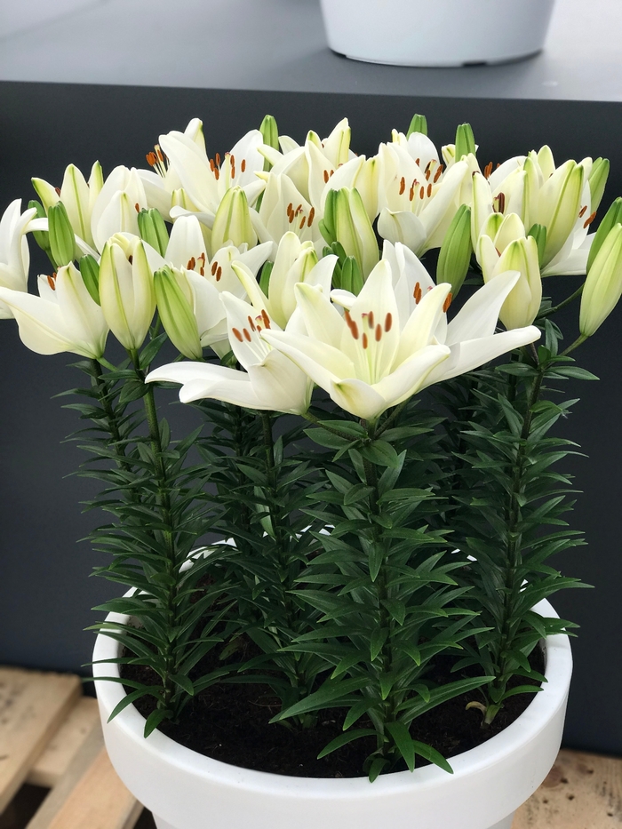 Lily asiatic - 'Tiny Crystal' from 2Plant International