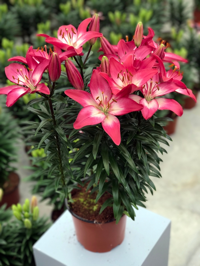 Lily asiatic - 'Tiny Diamond' from 2Plant International