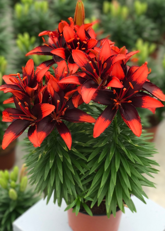 Lily asiatic - 'Tiny Ink' from 2Plant International