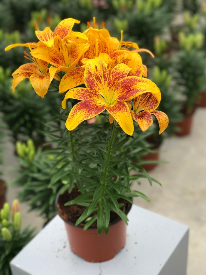 Lily asiatic - 'Tiny Parrot' from 2Plant International