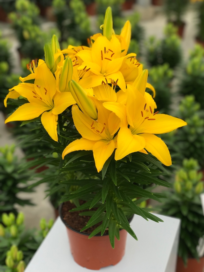 Lily asiatic - 'Tiny Ranger' from 2Plant International