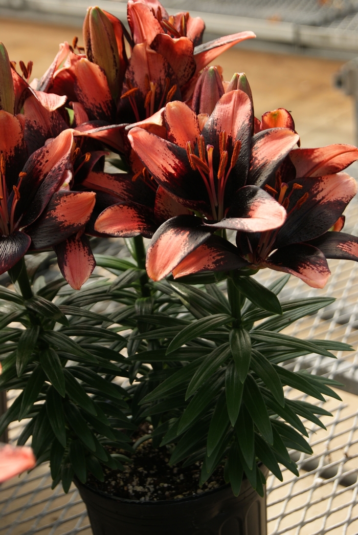 Lily Asiatic - 'Tiny Shadow' from 2Plant International