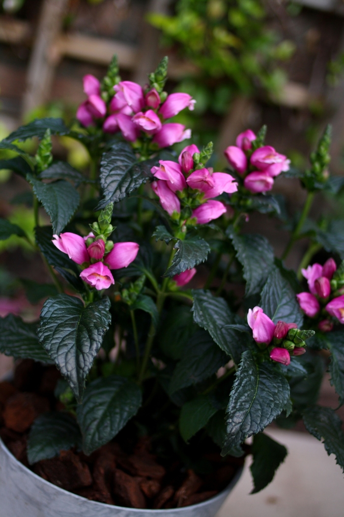 Turtlehead - Chelone obliqua 'Tiny Tortuga' from 2Plant International