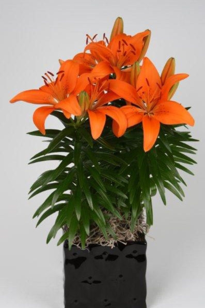 Lily asiatic - 'Tiny Invader' from 2Plant International