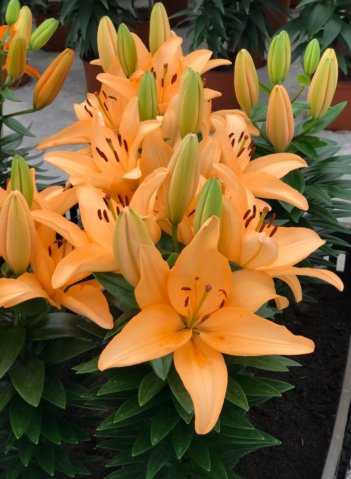Lily asiatic - 'Tiny Moon' from 2Plant International