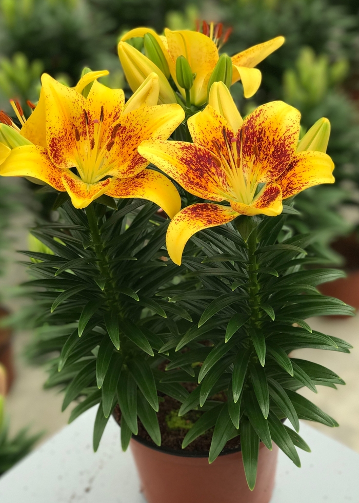 Lily asiatic - 'Tiny Nugget' from 2Plant International