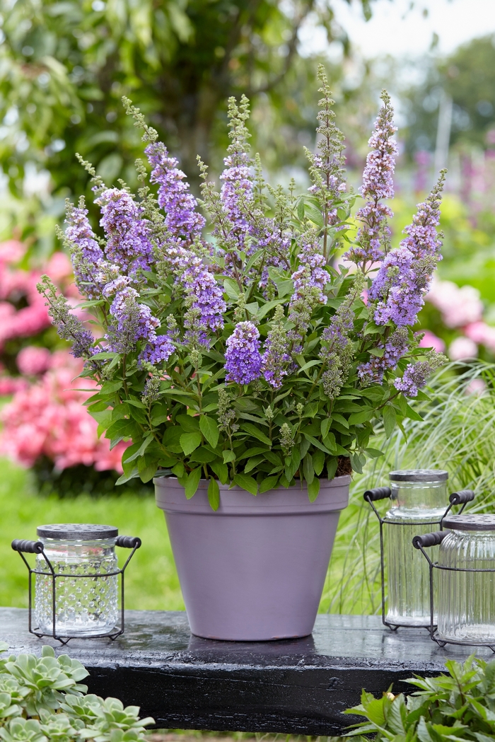 Butterfly Bush - Buddleia 'High Five Purple' from 2Plant International