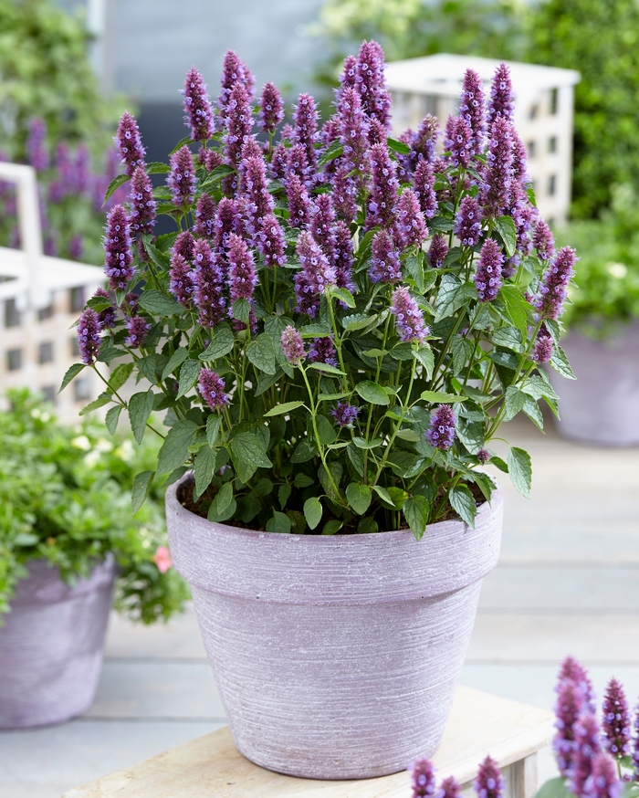 Hyssop-Anise - Agastache 'Beelicious Purple' from 2Plant International