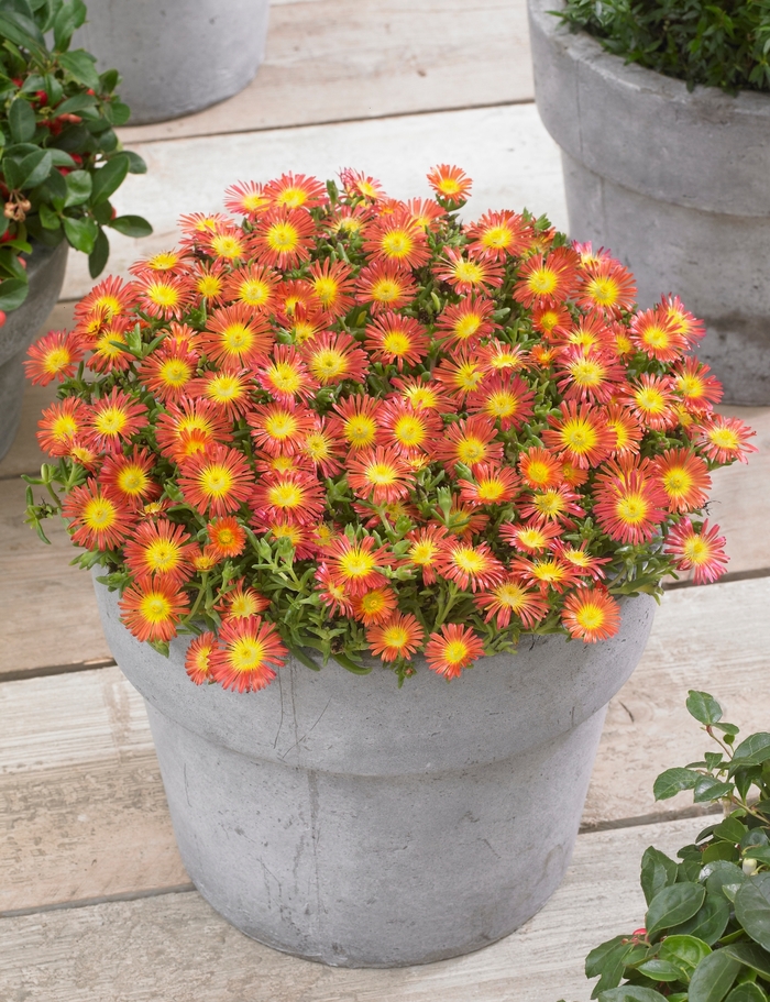 Hardy Ice Plant - Delosperma cooperi 'Fire Wonder' from 2Plant International