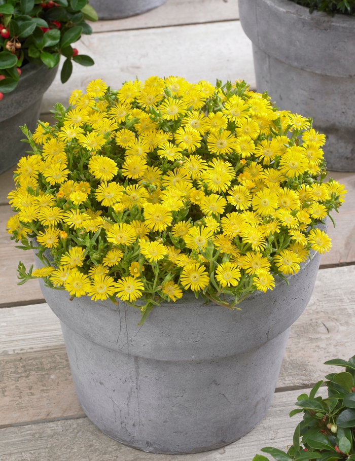 Hardy Ice Plant - Delosperma cooperi 'Golden Wonder' from 2Plant International