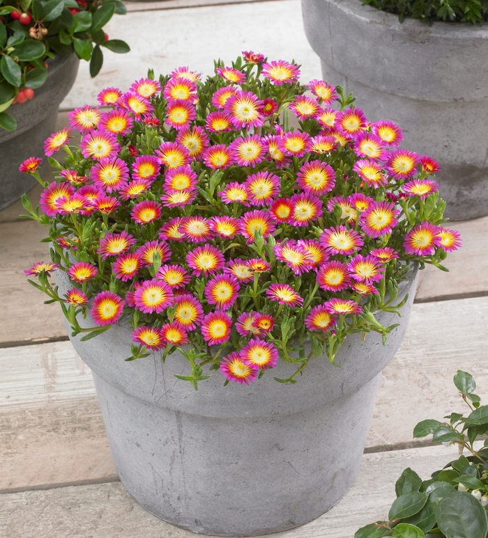 Hardy Ice Plant - Delosperma cooperi 'Hot Pink Wonder' from 2Plant International