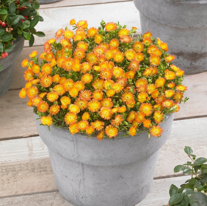 Hardy Ice Plant - Delosperma cooperi 'Orange Wonder' from 2Plant International
