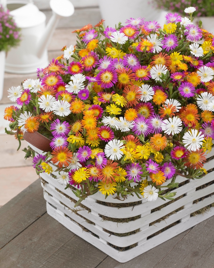 Hardy Ice Plant - Delosperma cooperi 'Wheels of Wonder Mix' from 2Plant International