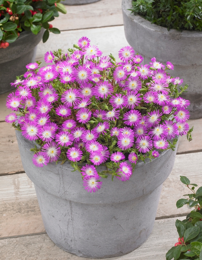 Hardy Ice Plant - Delosperma cooperi 'Violet Wonder' from 2Plant International