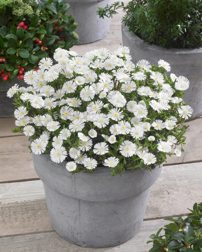 Hardy Ice Plant - Delosperma cooperi 'White Wonder' from 2Plant International