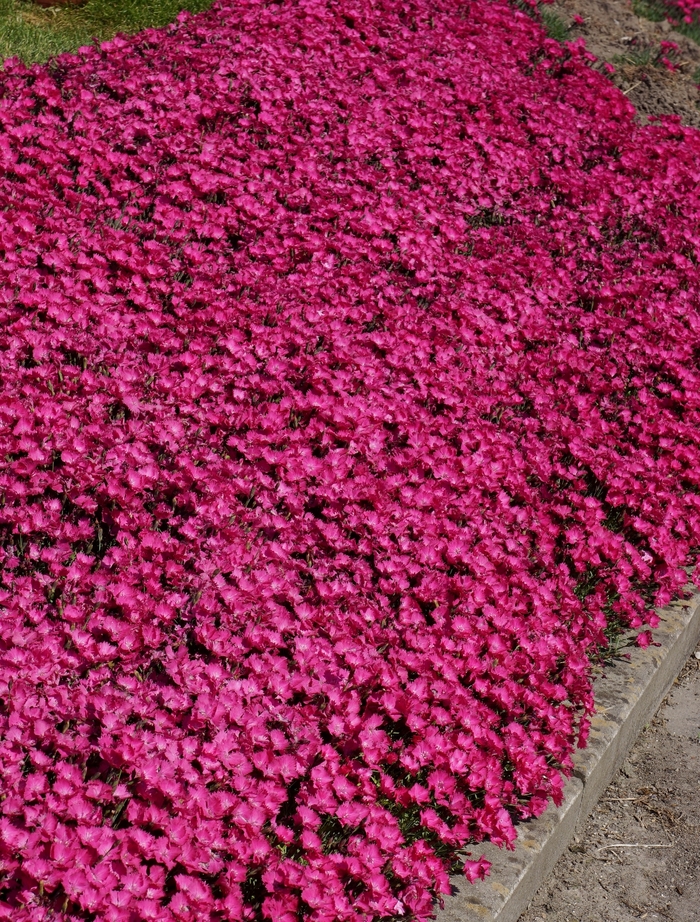 Pinks - Dianthus hybrida 'Vivid Bright Light' from 2Plant International