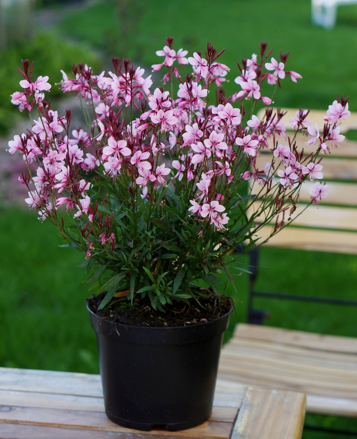 Gaura - Gaura 'Baby Butterfly Dark Pink' from 2Plant International