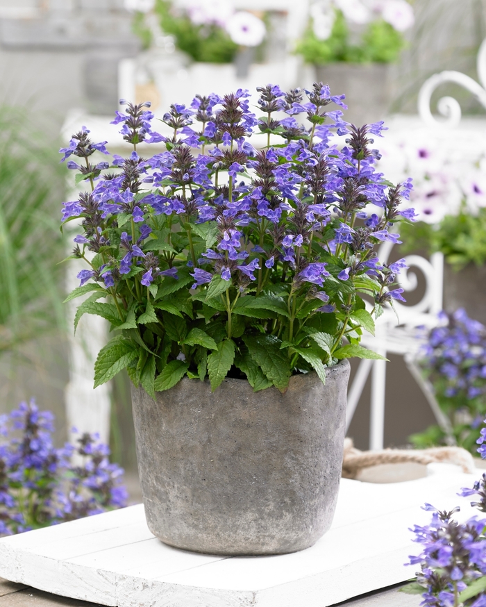 Dwarf Catmint - Nepeta 'Neptune' from 2Plant International