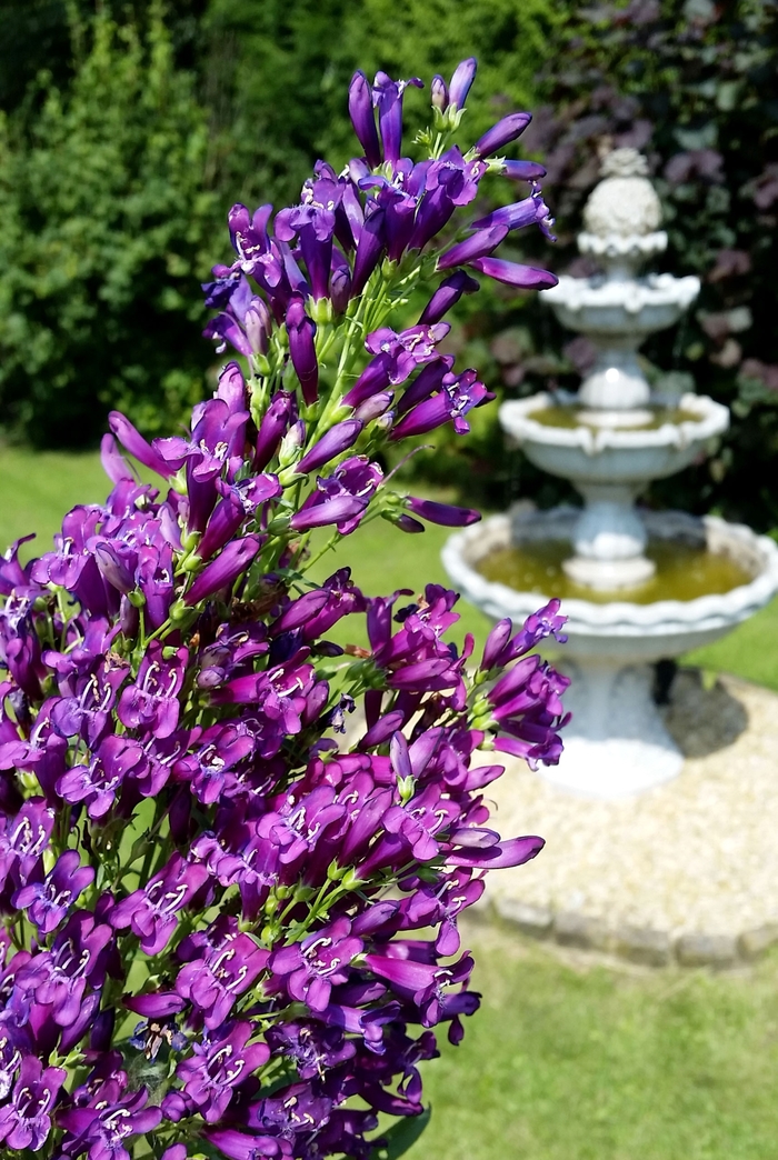 Beard Tongue - Penstemon hybrid 'Purple Perfection' from 2Plant International