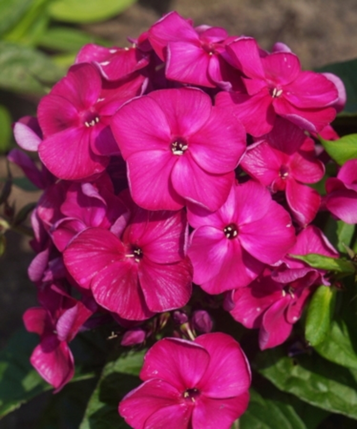 Garden Phlox - Phlox paniculata 'Bambini Desire' from 2Plant International