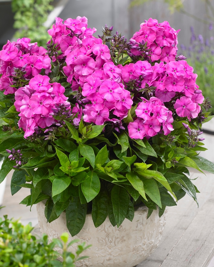 Bambini® Primadonna - Phlox paniculata 'Primadonna' Verpri PPAF (Garden Phlox) from 2Plant International