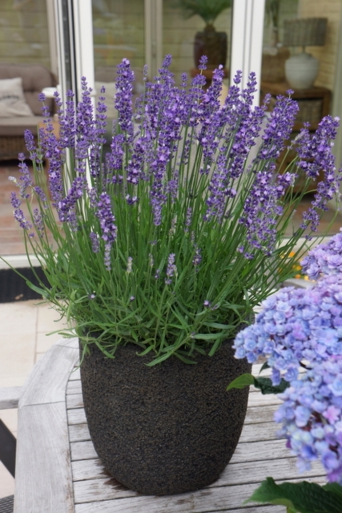 Lavender - Lavandula angustifolia 'Big Time Blue' from 2Plant International