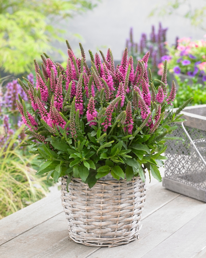 Speedwell - Veronica spicata 'Bubblegum Candles' from 2Plant International