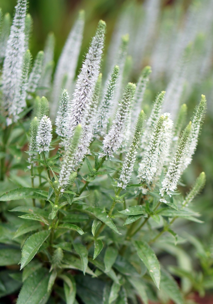 Speedwell - Veronica spicata 'Snow Candles' from 2Plant International