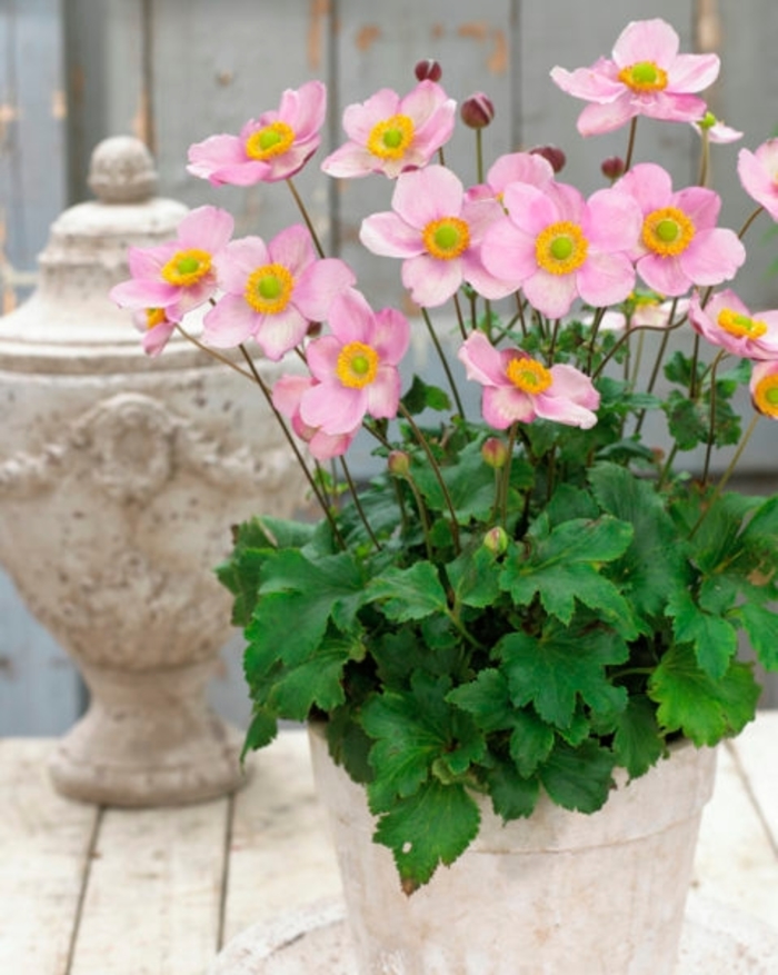 Japanese Anemone - Anemone hybrida 'Pink Kiss' from 2Plant International