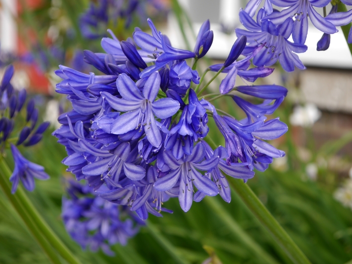 Northern Star African Lily - Agapanthus 'Northern Star' PP20957 (African Lily) from 2Plant International
