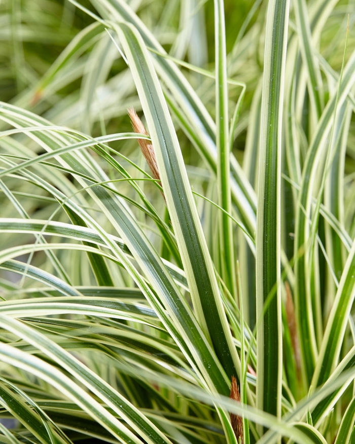 EverColor® Evercream - Carex oshimensis 'Evercream' PPAF (Sedge) from 2Plant International