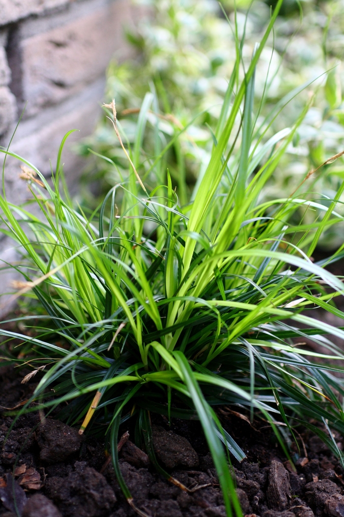EverColor® Everdi - Carex oshimensis 'Everdi' PP25086 (Sedge) from 2Plant International
