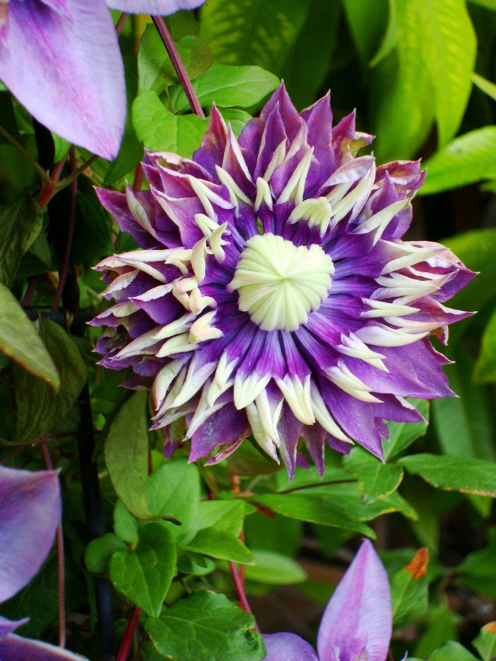 Taiga Clematis - Clematis 'Evipo027' (Clematis) from 2Plant International