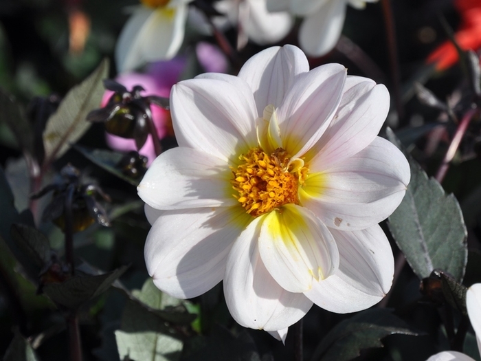 Dreamy® Days - Dahlia 'Days' (Dahlia) from 2Plant International