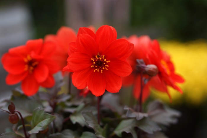 Dreamy® Flame - Dahlia 'Flame' (Dahlia) from 2Plant International