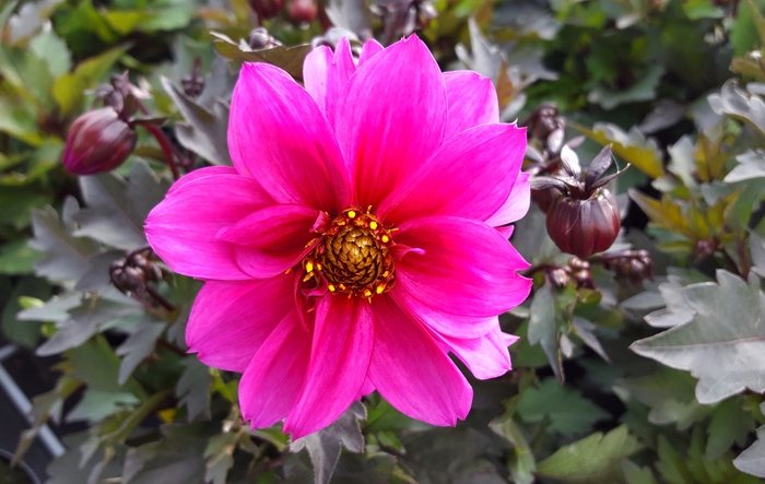 Dreamy® Kiss - Dahlia 'Kiss' (Dahlia) from 2Plant International