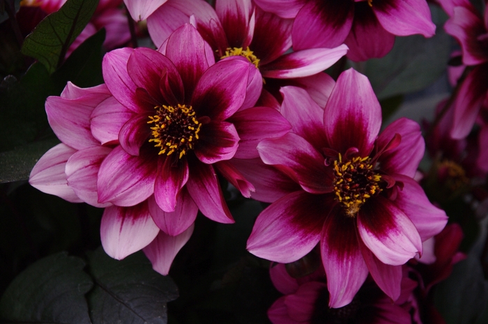 Dreamy® Nights - Dahlia 'Nights' (Dahlia) from 2Plant International