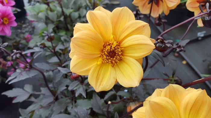 Dreamy® Sunlight - Dahlia 'Sunlight' (Dahlia) from 2Plant International