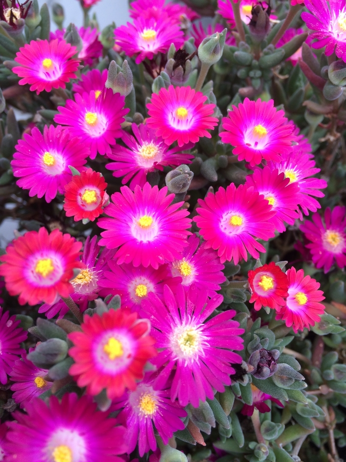 Jewel of Desert Amethyst - Delosperma 'Amethyst' DSAM13-1 PP27013 (Ice Plant) from 2Plant International