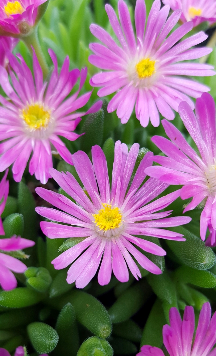 Jewel of Desert Candystone - Delosperma 'Candystone' PPAF (Ice Plant) from 2Plant International